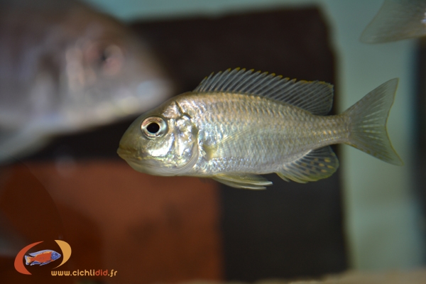 Lethrinops sp. 