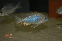 Lethrinops sp. 