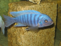 Maylandia zebra Likoma Island (Mâle)