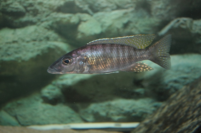 Stigmatochromis macrorhynchos (mâle)