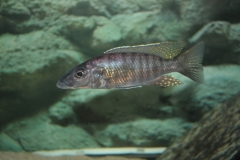 Stigmatochromis macrorhynchos (mâle)