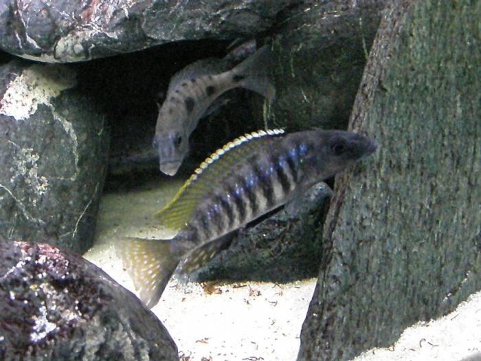 Stigmatochromis macrorhynchos (couple)