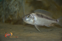 Mylochromis incola Nkanda (Femelle)