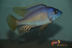 Mylochromis incola Nkanda (Mâle)