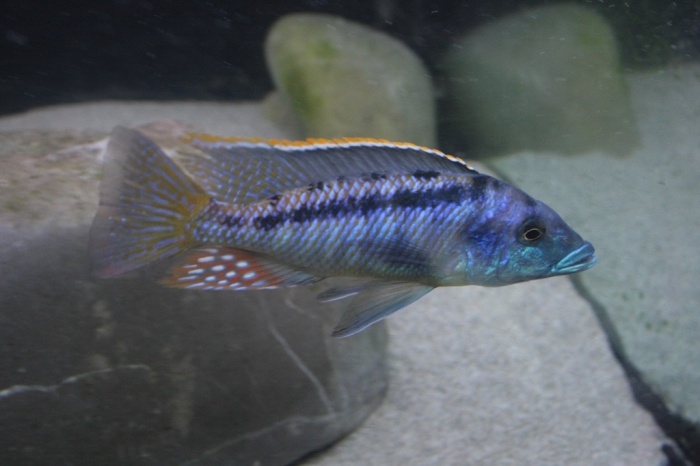 Lichnochromis acuticeps (Male)