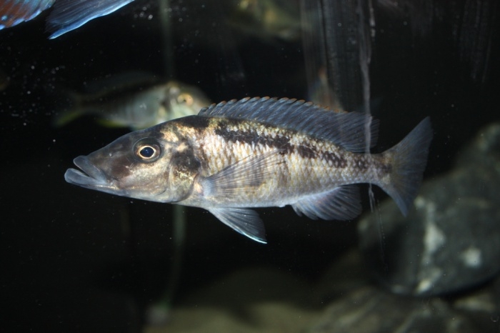 Lichnochromis acuticeps (Femelle)