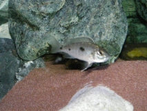 Copadichromis trewavasae Makonde (Femelle)
