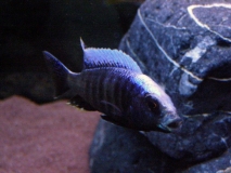 Copadichromis trewavasae Makonde (Male)