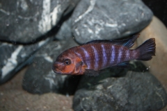 Chindongo sp. 
