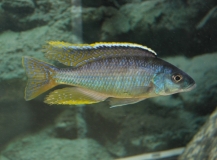 Mylochromis gracilis (Male)