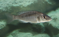 Mylochromis gracilis (Femelle)