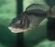 Mylochromis gracilis (Femelle)