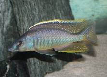 Mylochromis gracilis (Male)