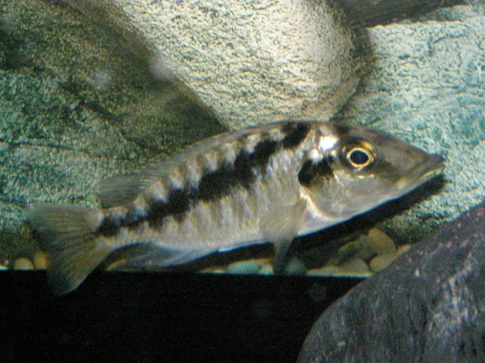 Mylochromis lateristriga Mchuse Kirondo (Femelle)