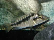 Mylochromis lateristriga Mchuse Kirondo (Femelle)