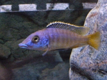 Mylochromis lateristriga Mchuse Kirondo (Male)