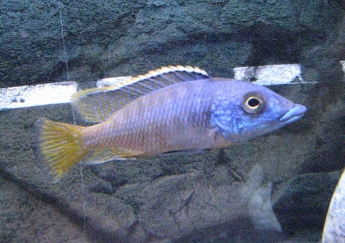 Mylochromis lateristriga Mchuse Kirondo (Male)