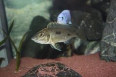 Otopharynx lithobates Mumbo Island (Femelle)