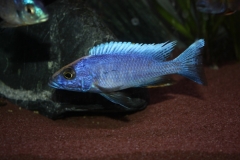 Otopharynx lithobates Mumbo Island (Male)