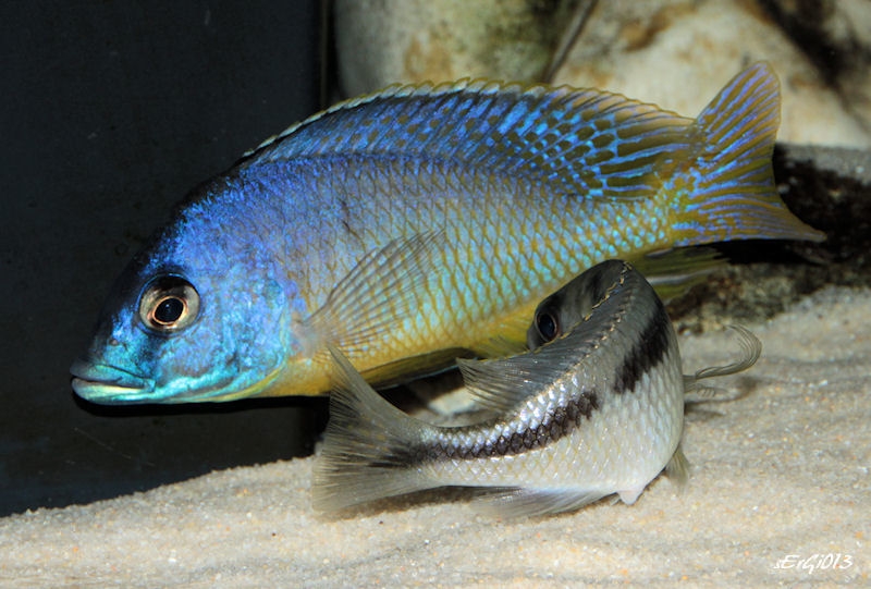 Mylochromis melanoetaenia (Couple)