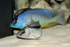 Mylochromis melanoetaenia (Couple)