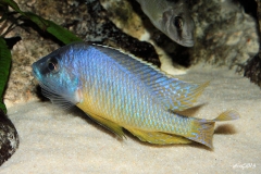 Mylochromis melanoetaenia (Male)