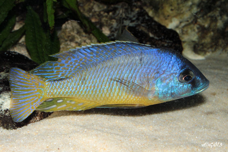 Mylochromis melanoetaenia (Male)