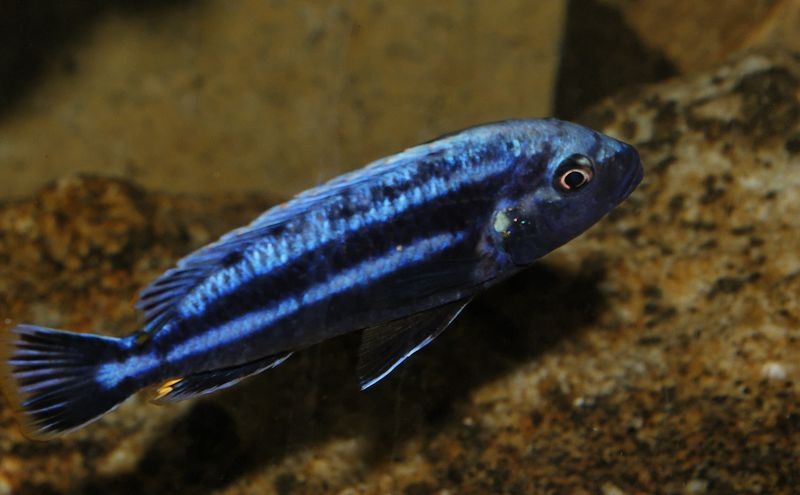Melanochromis heterochromis Chinyankwazi (Mâle)