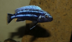 Melanochromis heterochromis Chinyankwazi(Mâle)
