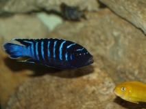 Maylandia sp. 