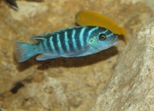 Maylandia sp. 