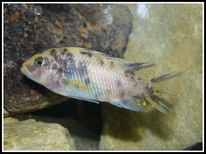 Maylandia zebra Jalo Reef (Femelle)