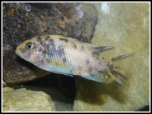 Maylandia zebra Jalo Reef (Femelle)