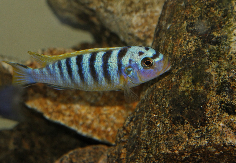 Maylandia sp. 