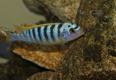 Maylandia sp. 