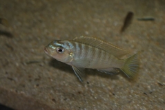 Maylandia sp. 