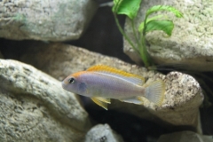 Pseudotropheus sp.