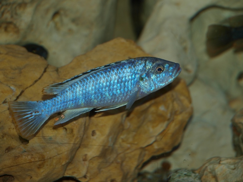 Labidochromis joanjohnsonae Likoma (mâle)