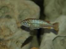 Labidochromis joanjohnsonae Likoma (femelle)