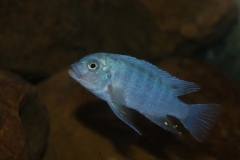 Maylandia estherae Chiofu (male)