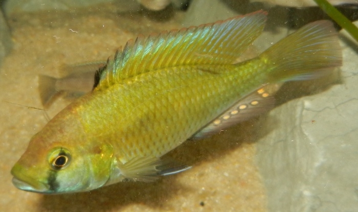 Astatotilapia calliptera Thumbi East Island (mâle)