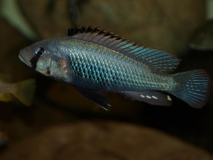 Astatotilapia sp.