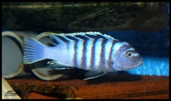 Cynotilapia zebroides Ndumbi (male)