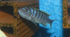 Cynotilapia zebroides Ndumbi (femelle)