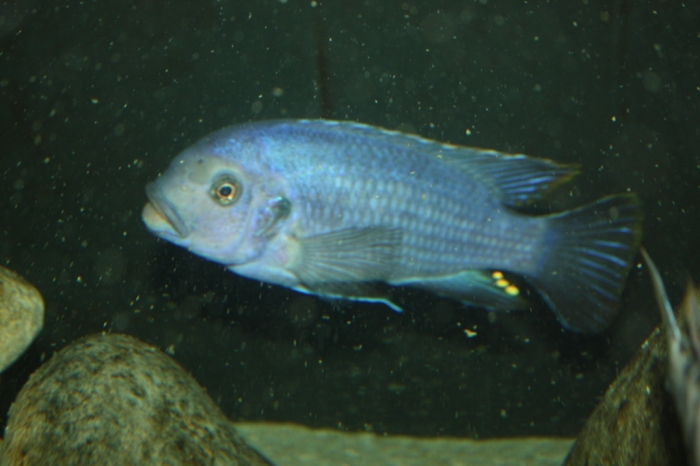 Petrotilapia mumboensis Mbenji Island(mâle)