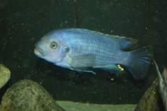Petrotilapia mumboensis Mbenji Island(mâle)