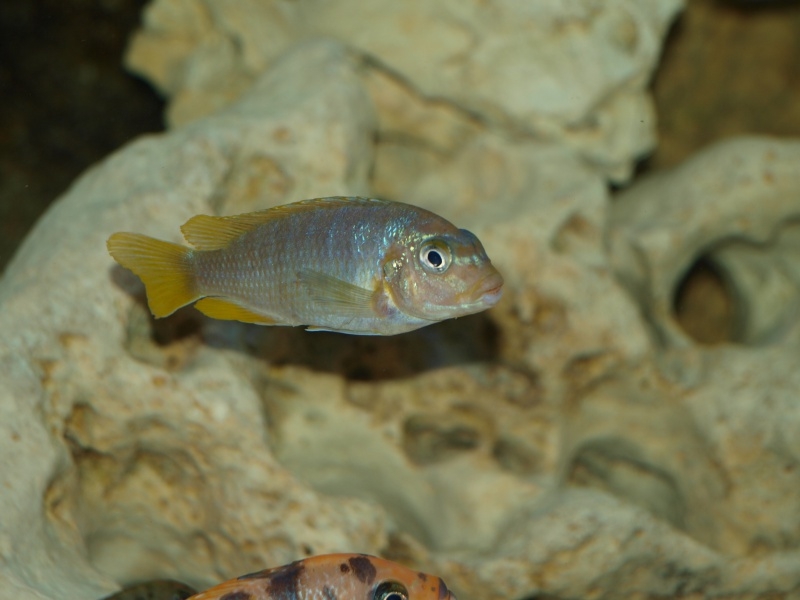 Maylandia hajomaylandi Chizumulu Island (femelle)