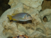 Maylandia hajomaylandi Chizumulu Island (femelle)