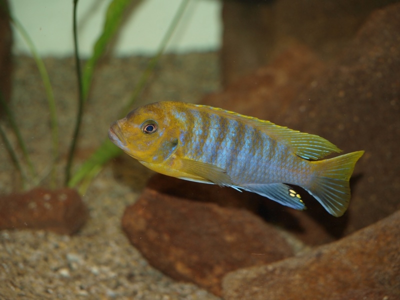 Maylandia hajomaylandi Chizumulu Island (male)