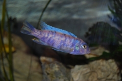 Maylandia sp. 